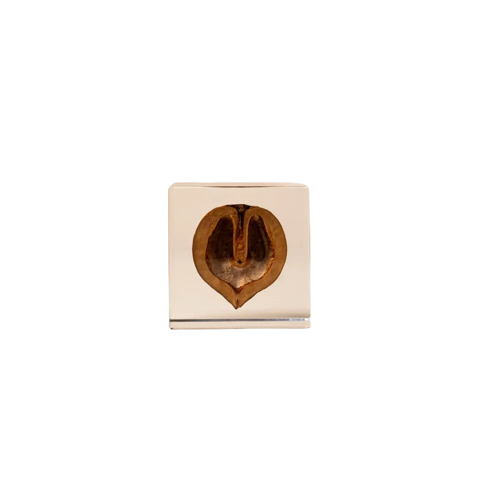 Sola Cube Dandelion